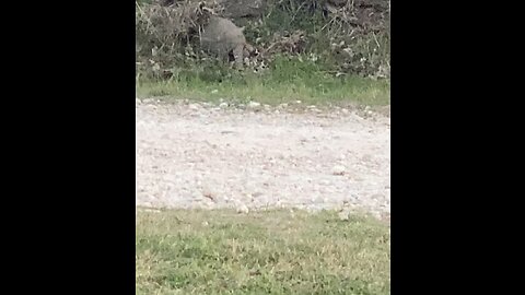 Armadillo finding his food