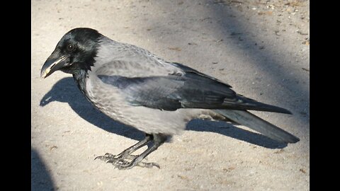 crow prank