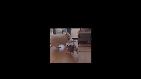 Naughty adorable cat and dog 🐶🐕