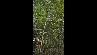 Dwarf Buddha Belly Bamboo Wamin 407-777-4807 Orlando Bamboo Nursery