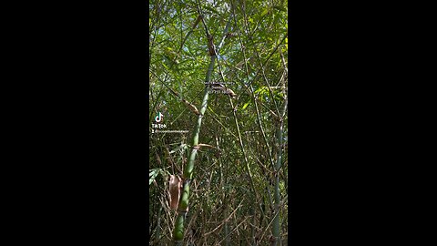 Dwarf Buddha Belly Bamboo Wamin 407-777-4807 Orlando Bamboo Nursery