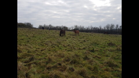 Wild ponies at Danebury hill . Ironage fort. GoPro