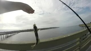 Ocean Beach pier fishing! Sand Bass Fishing 4!