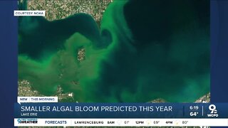 Smaller algal bloom predicted for the summer by NOAA