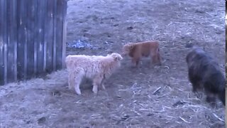 Calf Fight - Scottish Highland Calves are TOUGH. The little guy named Jax 7 weeks younger WALKS OFF