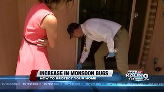 Local pest control companies see an increase in bugs from monsoon