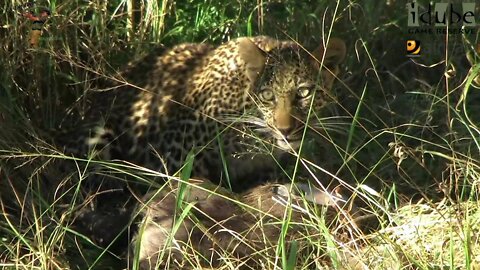 Leopard And Cub - Life Outside The Bushcamp - 22: With A Warthog