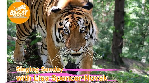 It’s time for Singing Sunday! Come along w/ Lisa and Carole as Lisa sings to Kimba tiger! 09 24 2023