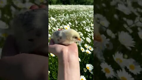 Adorable Baby Chicken Getting Attention