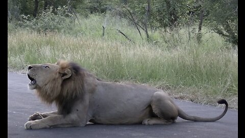 Male lions roaring