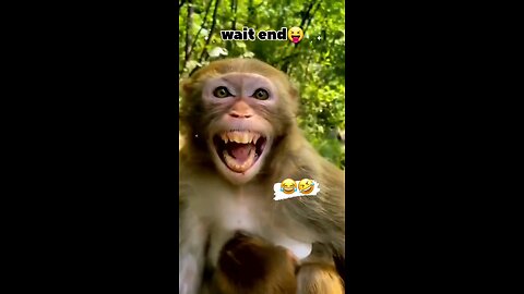 This monkey is very Funny🤣