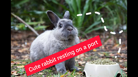 Cute Rabbit Resting On A Port🐭🐭🐇🐇🐇[rabbit resting on a port]🐇🐇🐇🐇