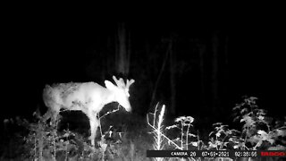 Habitat management = a good deer herd!