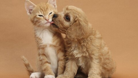 The Cutest Cats and Dogs