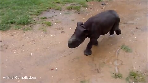 Baby Rhino Charging - FUNNIEST Compilation.mp4