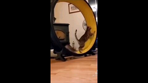 Funny Cat😹🤣|Funny videos| #Funny #rumblefunnyvideos 🤣🤣🤣🤣🤣🤣🤣🤣🤣🤣🤣🤣🤣🤣🤣🤣🤣🤣🤣🤣🤣🤣🤣