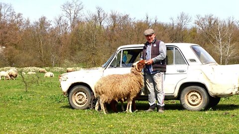 One day in the life of a Shepherd. in the North Caucasus, Wildlife of Russia 4K Video