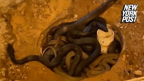 Snakes in the shower will send shivers up your spine