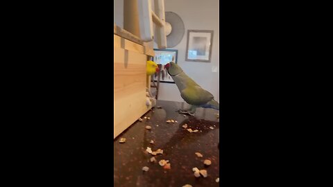 talkative parrots 😆