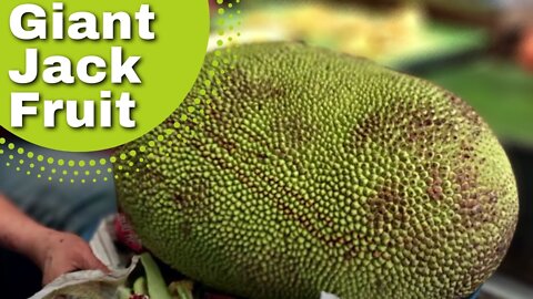 GIANT JACK FRUIT AT CHIANG MAI MARKET THAILAND