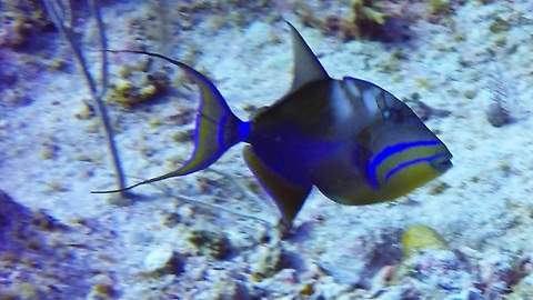 Tiny, furious reef fish chases away much larger Queen Triggerfish