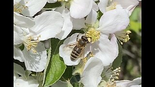 Bees and a Blue Jay in Flowers and Garden
