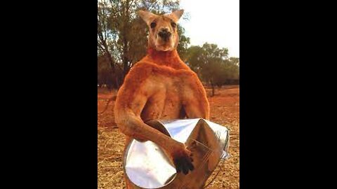 Red Kangaroo Characteristics and Facts.