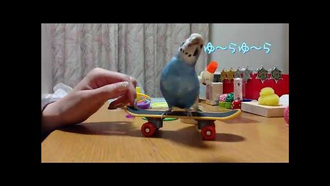 Funny Bird Compilation of 2023!
