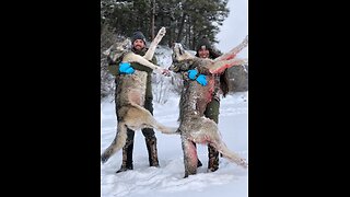 Public Land Wolf Hunting 9