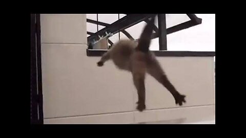 Funny cats jumping and falling compilation