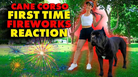 Cane Corso 1st TIME FIREWORKS SCARE & Attempted DOG ATTACK!