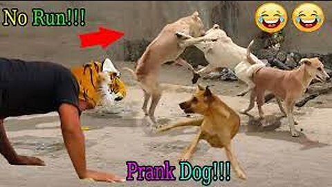 Troll Prank Dog Funny & fake Lion and Fake Tiger Prank To dog & Huge Box Prank to dog