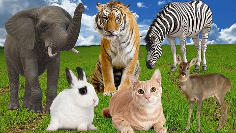 Wild animal videos- Tiger, Zebra, Deer, Lion, Giraffe, Horse....