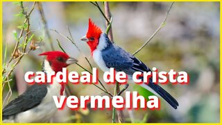 cardeal de crista vermelha - belo e exótico