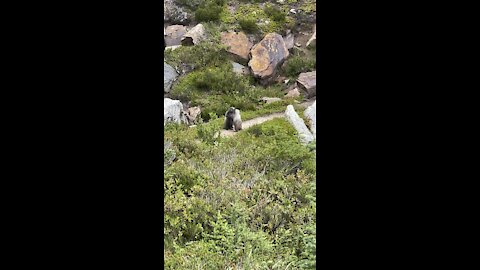 Animals caught dancing in the wilds