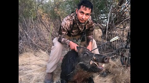 PUERCO CAZADO CON BALLESTA #bacon #crossbow #ballesta #pighunt #hunting #shorts