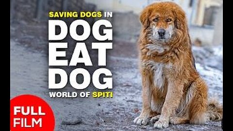 Saving stray dogs from being eaten | Once upon a time in Spiti - A Hindi short film