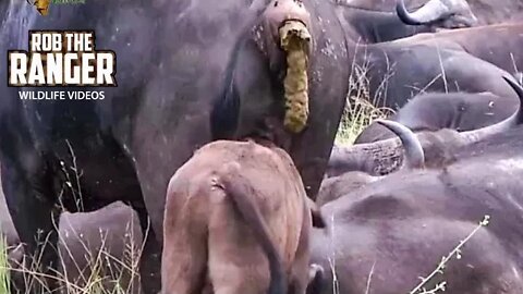 Baby Buffalo Pooped On | Funny Wildlife Sightings