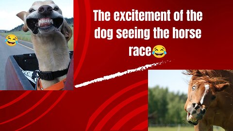 The joy of the dog while watching the horse race