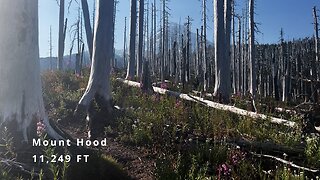 Hiking an ABSOLUTELY SPECTACULAR ALPINE BURNOUT ZONE on Mazama Trail in Mount Hood Wilderness! | 4K