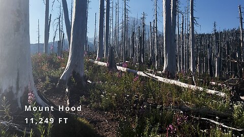 Hiking an ABSOLUTELY SPECTACULAR ALPINE BURNOUT ZONE on Mazama Trail in Mount Hood Wilderness! | 4K