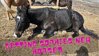 When Are We Getting Sophies New Horse?