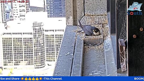 Live Peregrine Falcon Watch. Waiting For The Eggs To Hatch. South Facing. 17/09/2023.