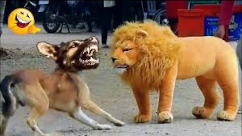 Troll Prank Dog Funny & fake Lion and Fake Tiger Prank To dog ,Huge Box Prank to dog |