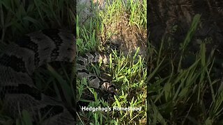 Very rare sighting of a rattlesnake on our Tennessee Homestead