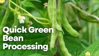 Freezing Green Beans