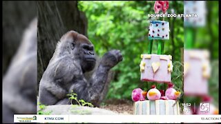 Oldest gorilla celebrates 60th birthday