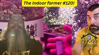 The Indoor Farmer #120! Did The Predator Mites Work?