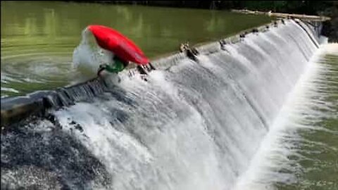 Ce kayakiste fait un salto au-dessus d'un barrage!