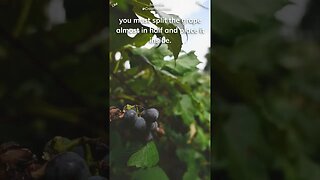 Grapes will explode